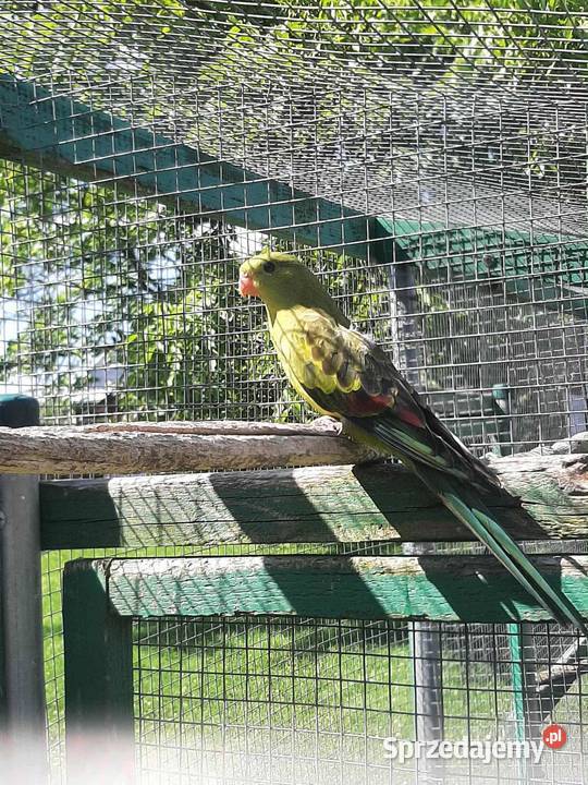 Papugi górskie berg 25r Skała