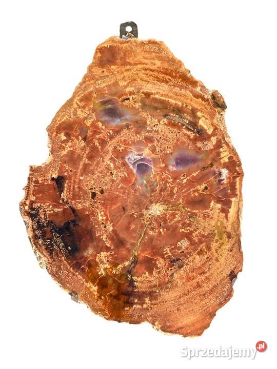 002 Wielkie skamieniałe drewno Rainbow Wood 41 x Gryfice sprzedam