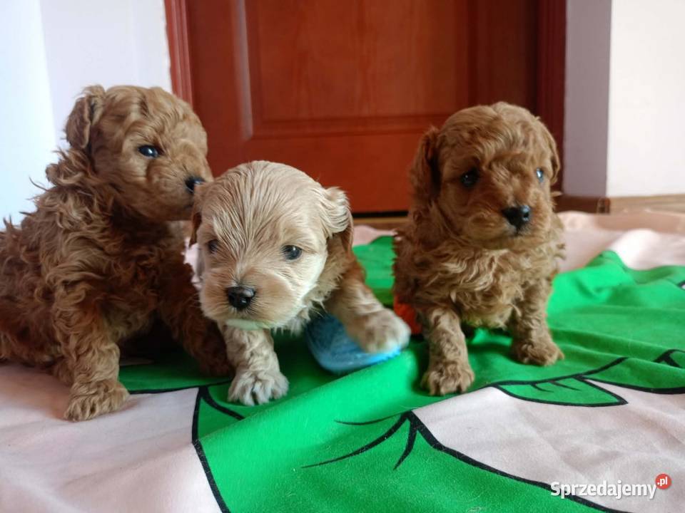 Maltipoo f1b Piesek małopolskie Miechów sprzedam