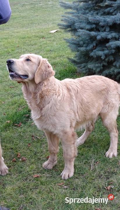 Golden retriever 6 miesięczne Przysucha