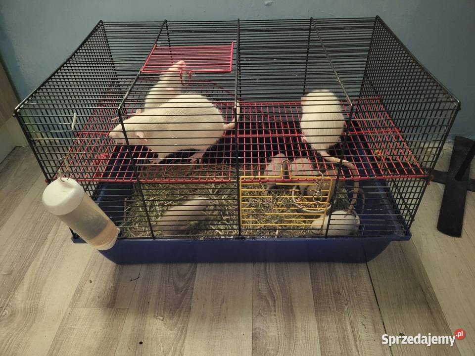 Sprzedam szczury hodowane łódzkie