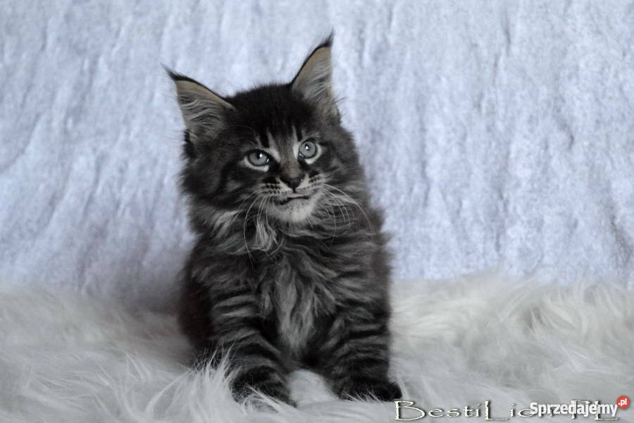 Wspaniałe TYGRYSKI Maine Coon z rodowodem FPL Opole