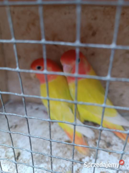 Nierozłączki parę rozella lutino samiczka Opole
