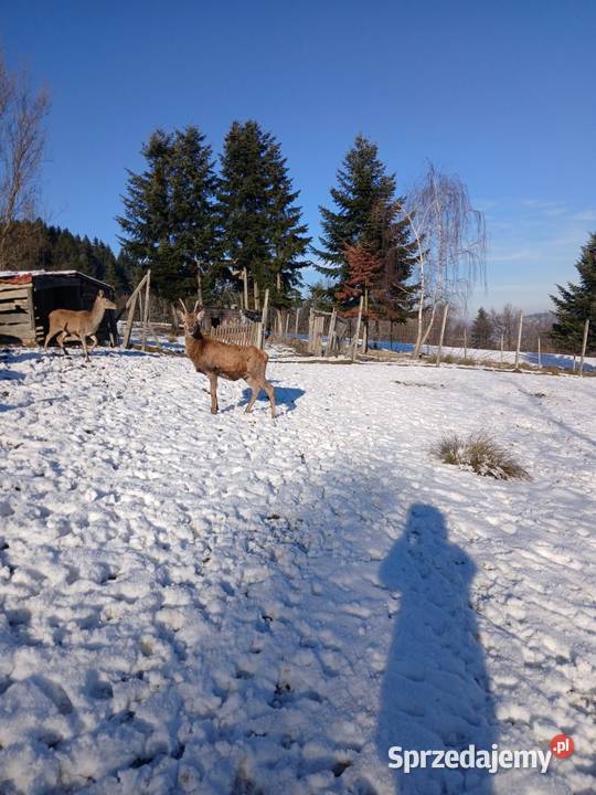 Sprzedam Jelenie karpackie Nowy Sącz sprzedam
