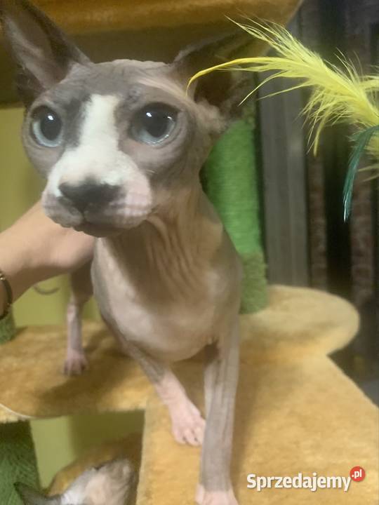 Sfinks Kanadyjski Do odbioru koteczka Rodowód Leszno