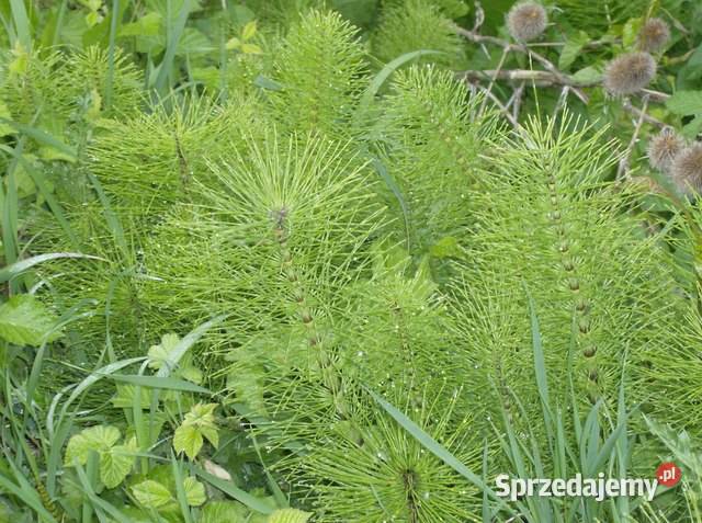 SKRZYP POLNY ziele mielone 30g wzmacnia włosy Jednoskładnikowe Białystok