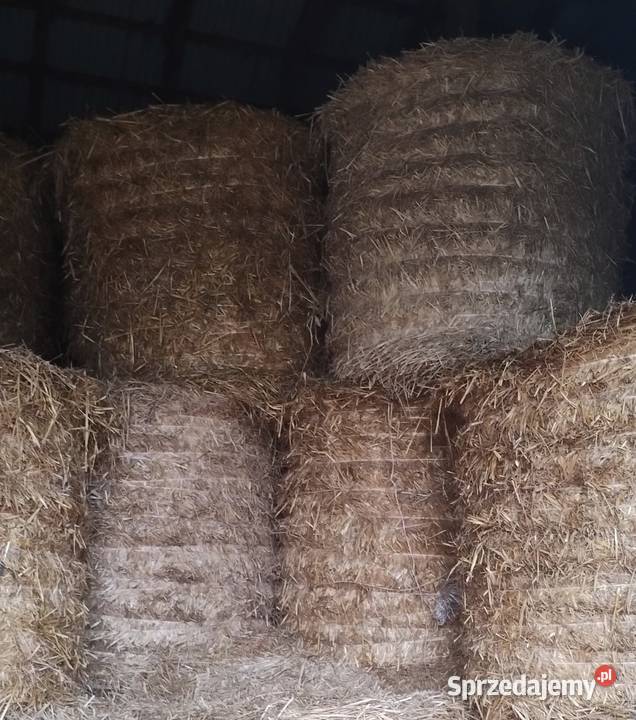 Słoma bela 12 m Silice sprzedam