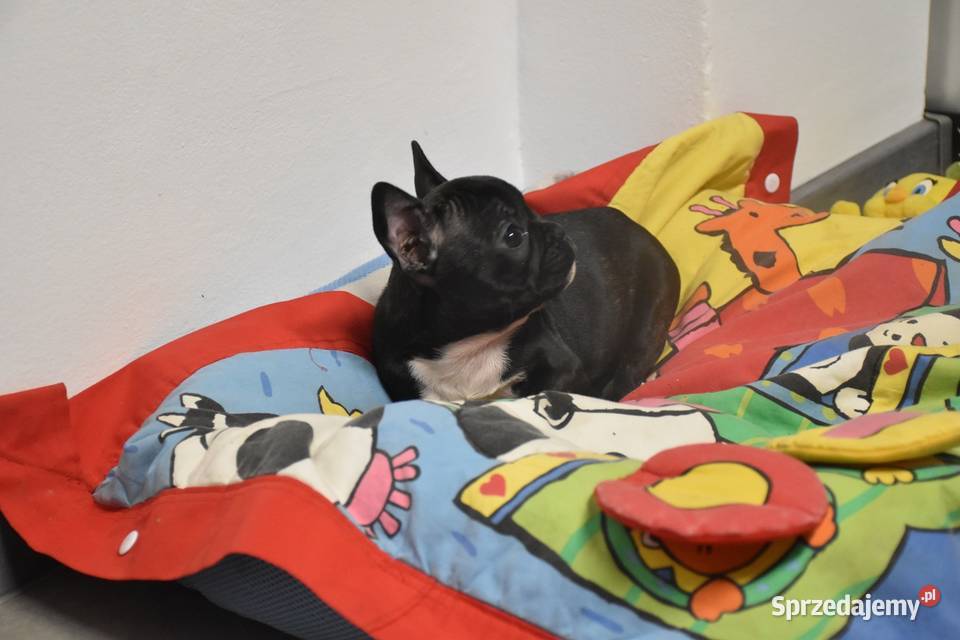 buldog francuski suczka niebieskapaszport kujawsko-pomorskie Lipno