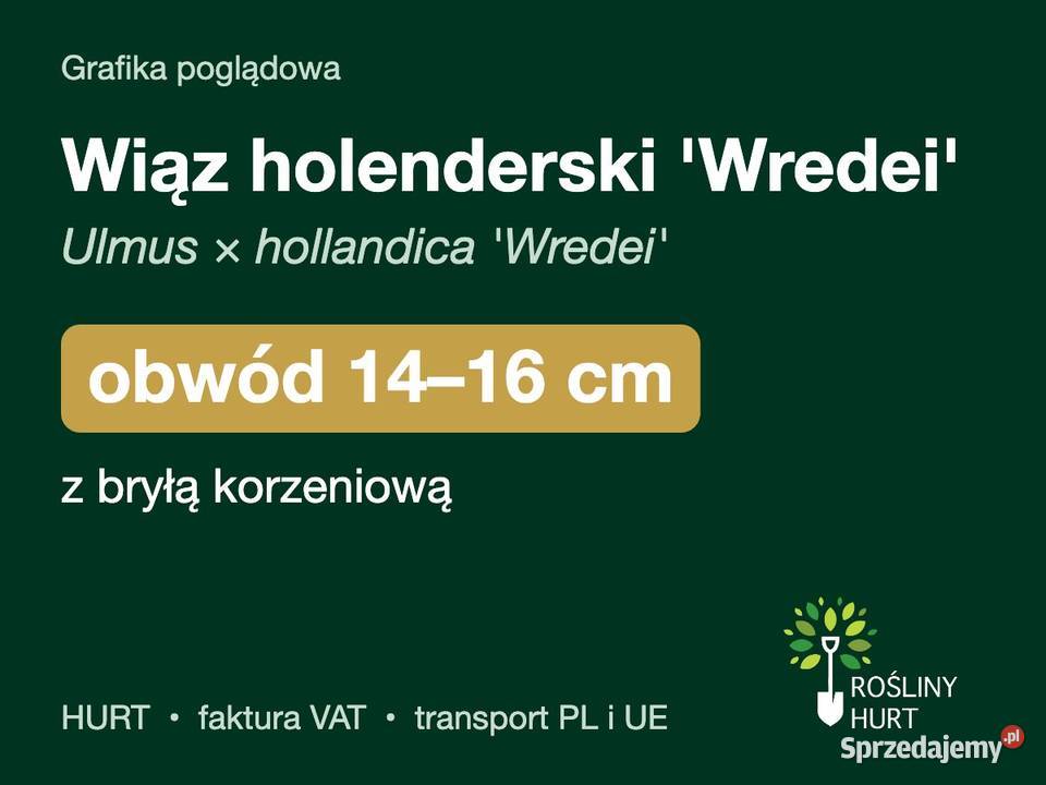 Wiąz holenderski Wredei obwód 1416 z bryłą HURT