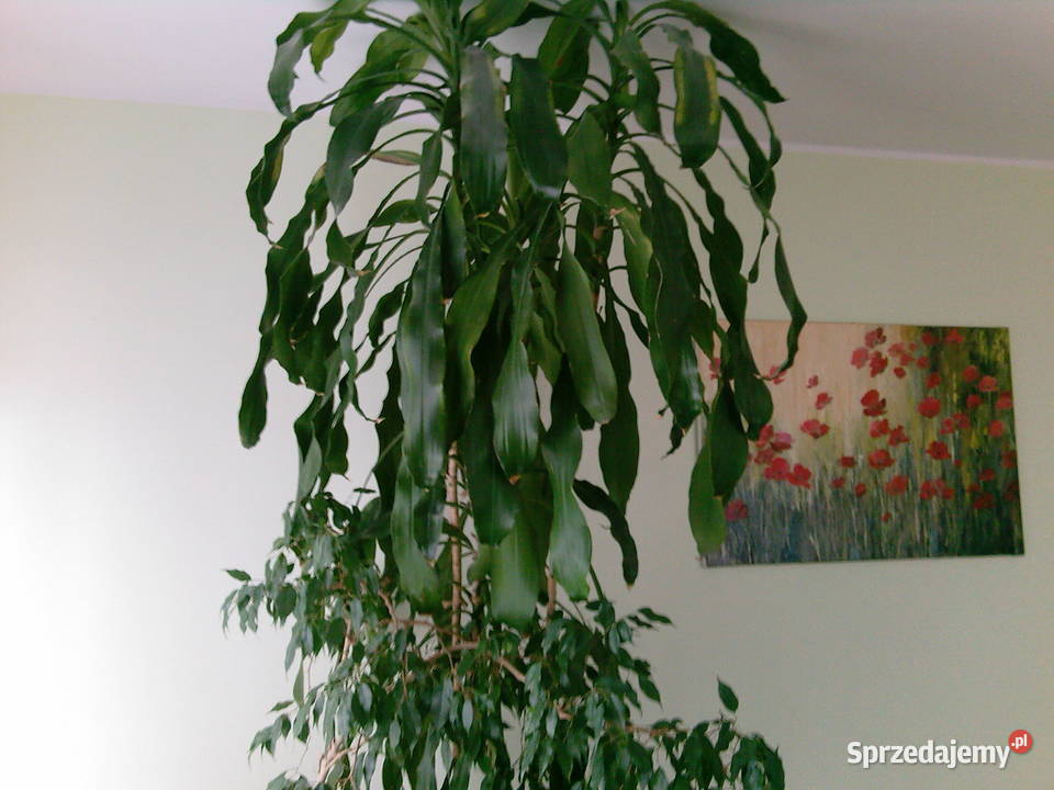 Duży kwiat dracena Białystok