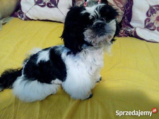 shihtzu DO 4 Świecie
