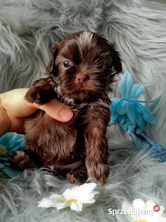 Śliczny piesek czekoladowy z białym rasy ShihTzu opolskie Namysłów