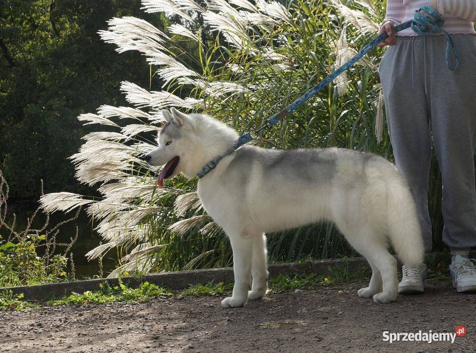 sky szczenięta agouti unikatowe ZKwP Kraków