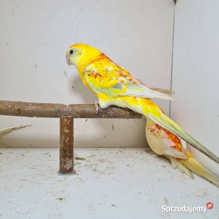 Swiergoty Szymanowice