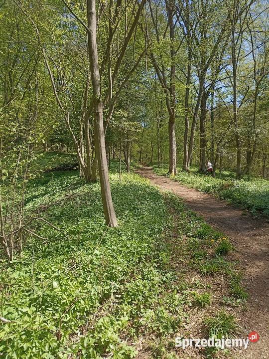 Las Karwodrza połowa sprzedam