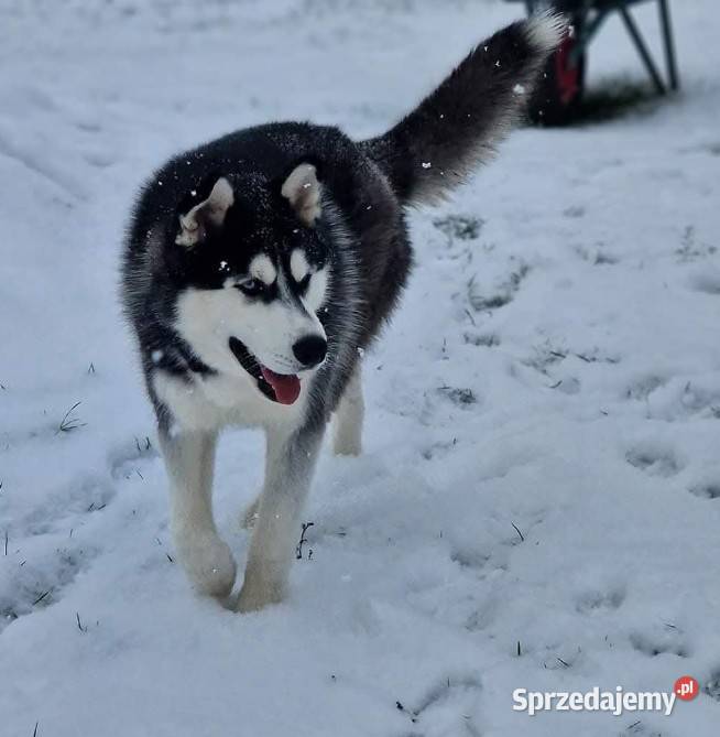 Szczeniaczki Siberian husky z elitarnym łódzkie