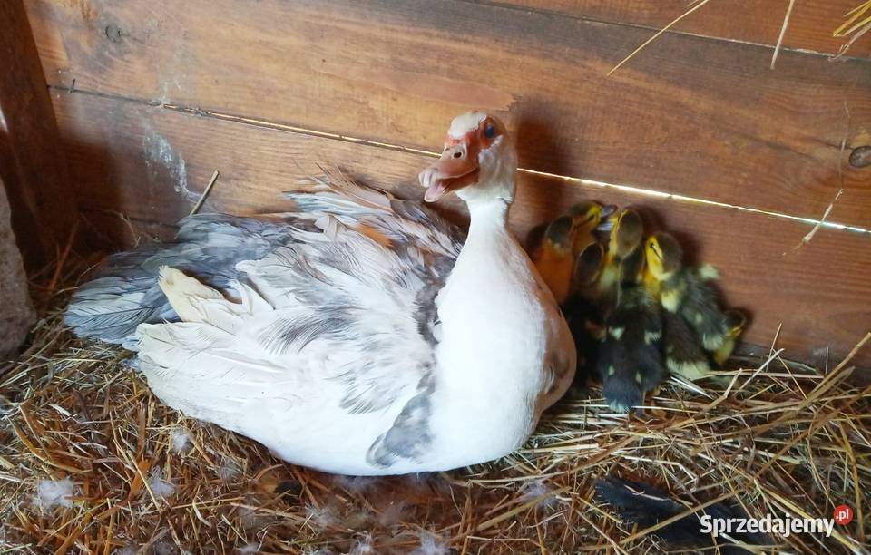 Kaczki i kaczorki francuskie piżmowe nieme sprzedam
