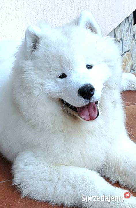 Samoyedsamojed Miechów