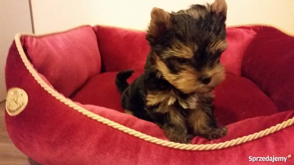 Yorkshire Terrier York Yorki Kraków małopolskie Kraków sprzedam