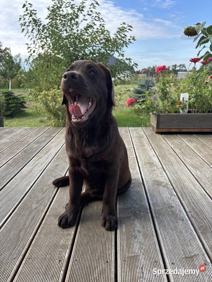 Labrador Czekoladowy szczenię Piekary