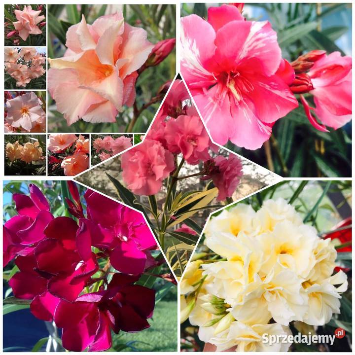 Oleander o pełnych pachnących kwiatach Luteum