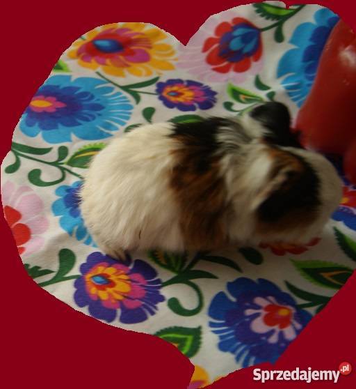 Świnka morska RASOWA długowłosa Sheltie 100 3 Żnin