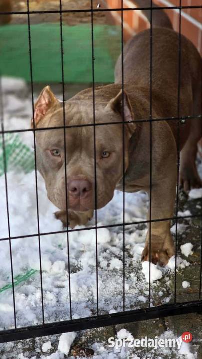 Szczeniaki American Bully Pocket Zakopane