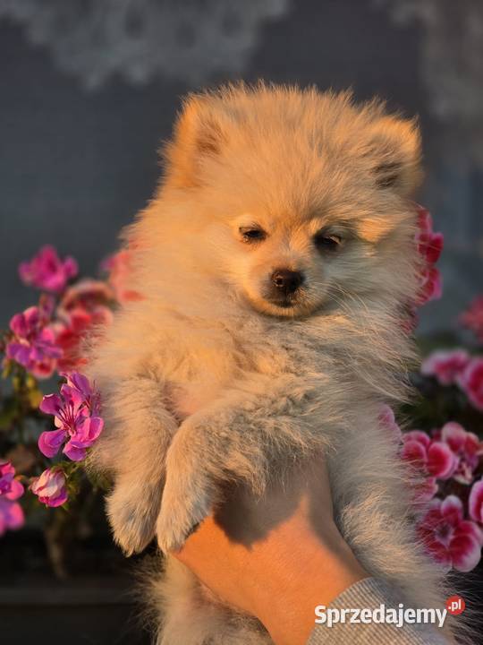 Szpic miniaturowy pomeranian Psy Laski