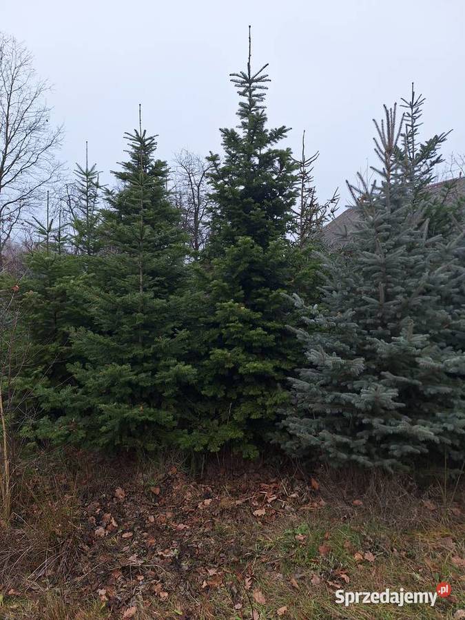 Choinka LEŚNIKA mazowieckie
