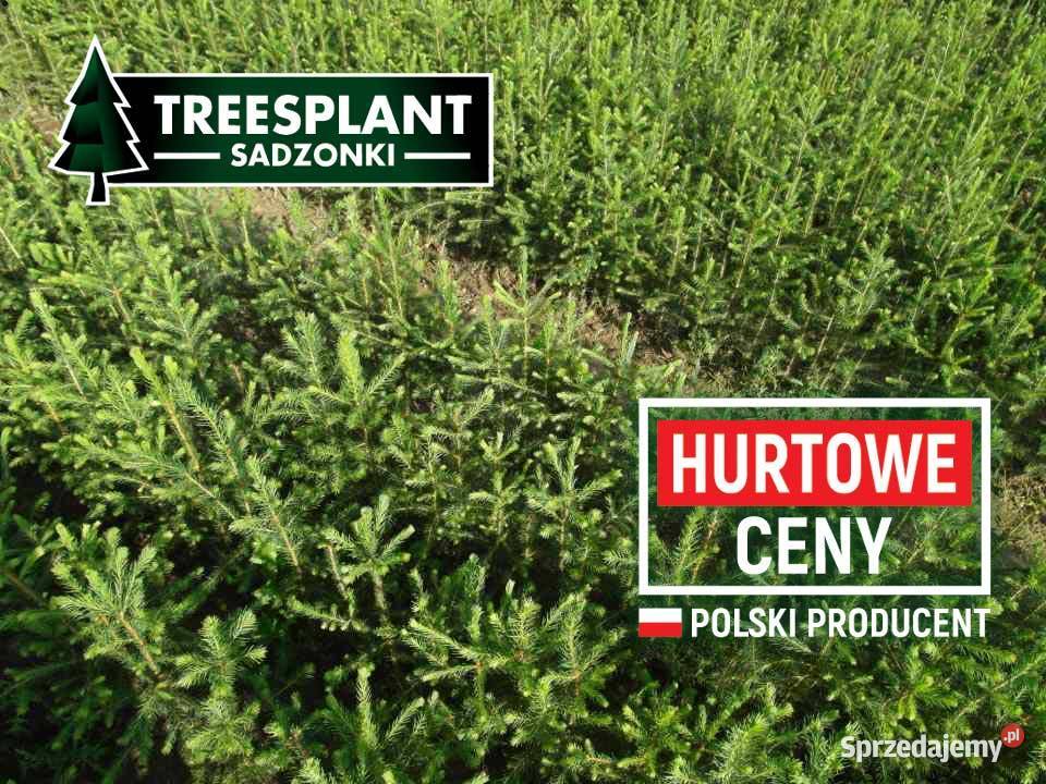 HURT Sadzonki Świerka Pospolitego 21Srebrny Wrocław sprzedam