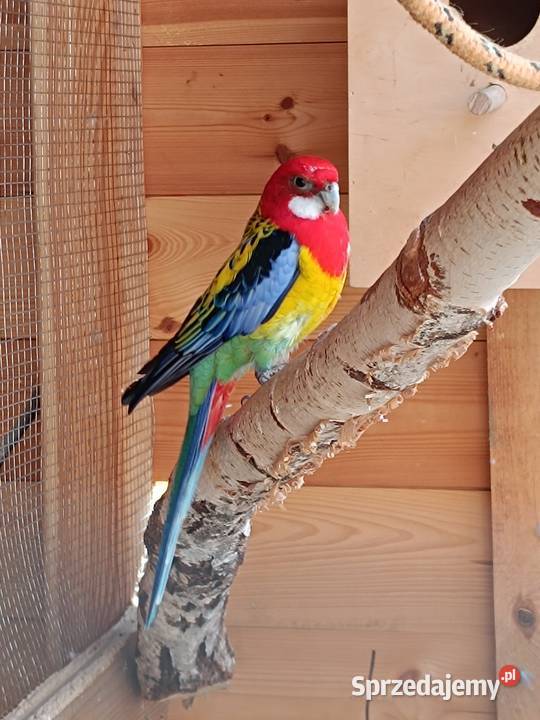 Papugi rozella aleksandretty mazowieckie Pionki