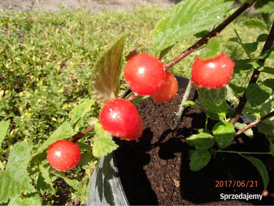 Wiśnia kosmata Prunus tomentosa w doniczce 3050 Łódź