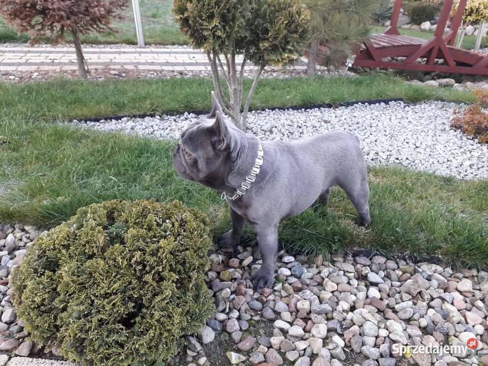 Buldog francuski blue Pomiechówek