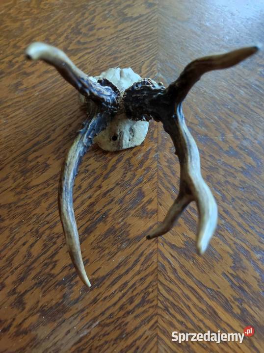 poroże porostki rogi jelenia kozła daniela Kielce