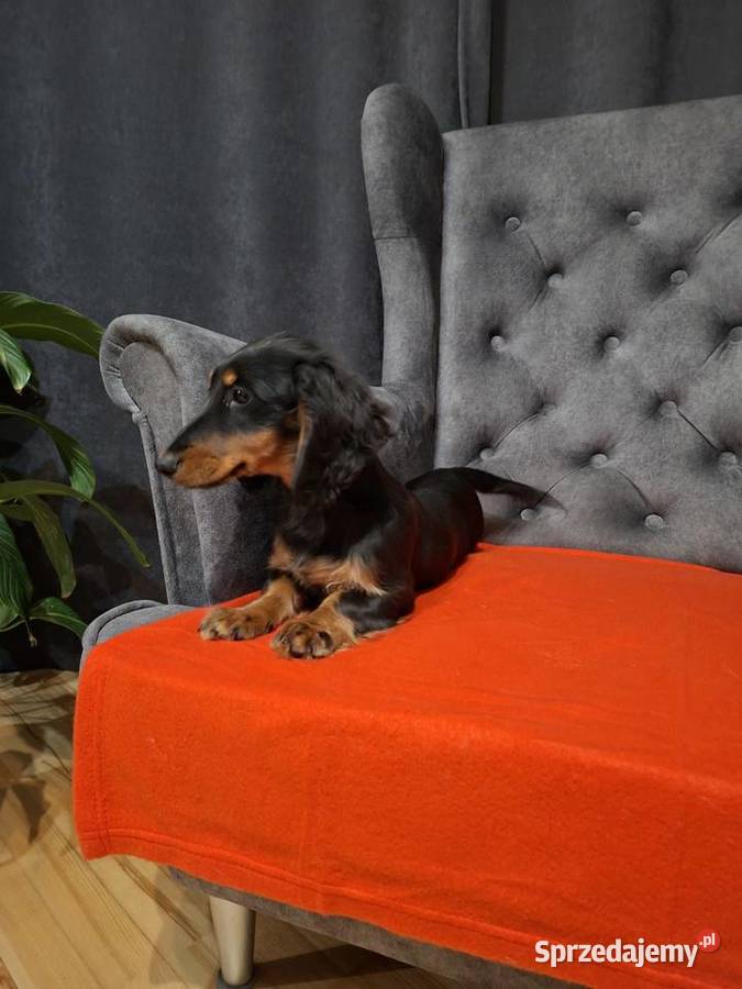 Jamnik długowłosy suczka Jamnik mazowieckie Żyrardów