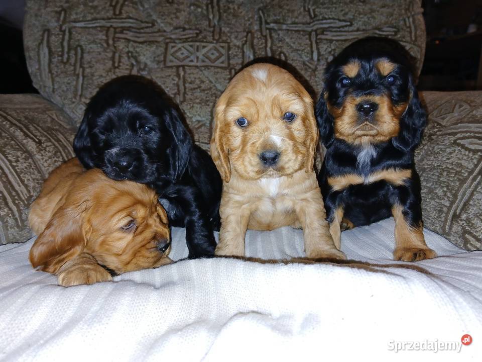 Śliczne Szczenięta Cocker Spaniel Angielski łódzkie Sieradz