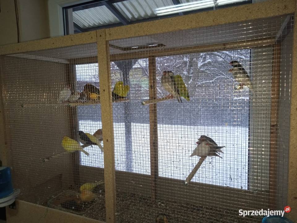 Ptaki Drobna Egzotyka mazowieckie Lucin