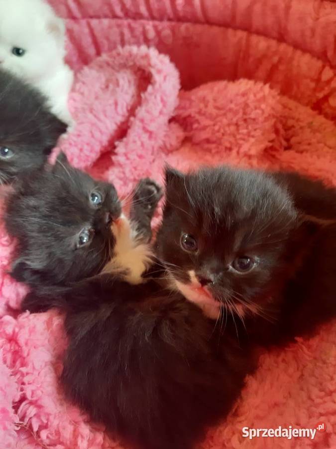 Kotki perskie mazowieckie Garwolin