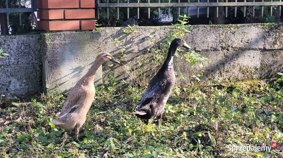 Kaczor biegus indyjski Rolnictwo Kamionka Wielka