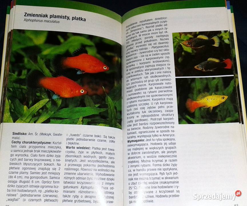 Ryby akwariowe Rozpoznawanie i utrzymanie Thomas Pozostałe Chełm
