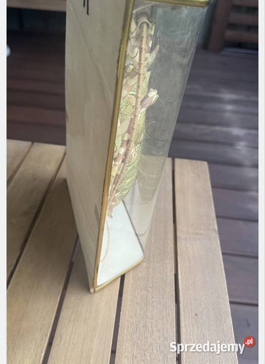 LANGUSTA MODEL Preparowana Pozostałe