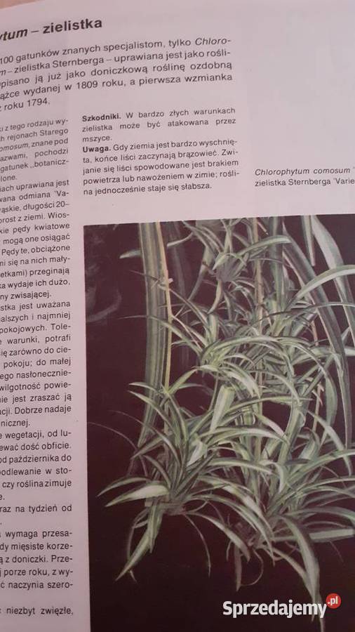 Mieszkamy wśród kwiatów Książki i Podręczniki sprzedam