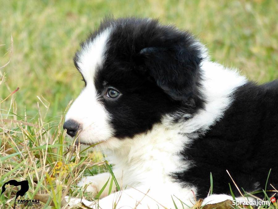 Border Collie rodowodowe szczenięta ZKwP Mińsk Mazowiecki