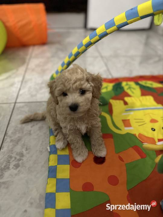 Bichon frise Pudel toy bichpoo Wrocław