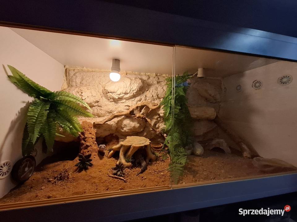 Terrarium 100x50x50 z wyposażeniem I gekonami