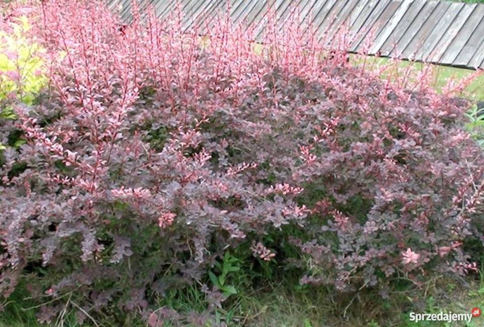 Berberis Thunbergii Rosy Rocket - Kolumnowy