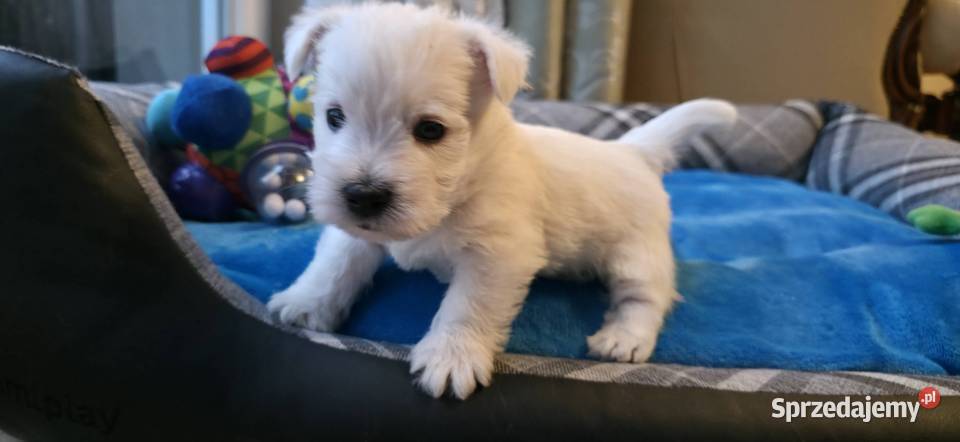 Piesek Championach West Highland white Terrier mazowieckie Chrośla