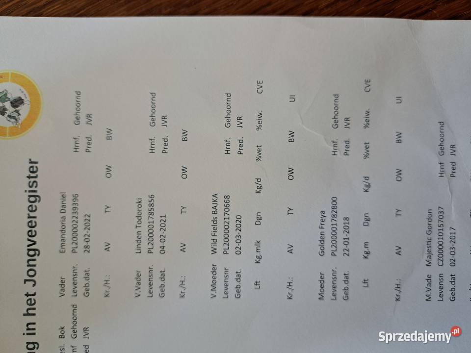 Roczny kozioł anglonubijski Kowalewo