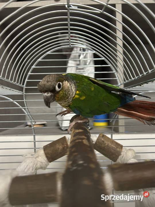 Papuga Rudosterka Dobczyn