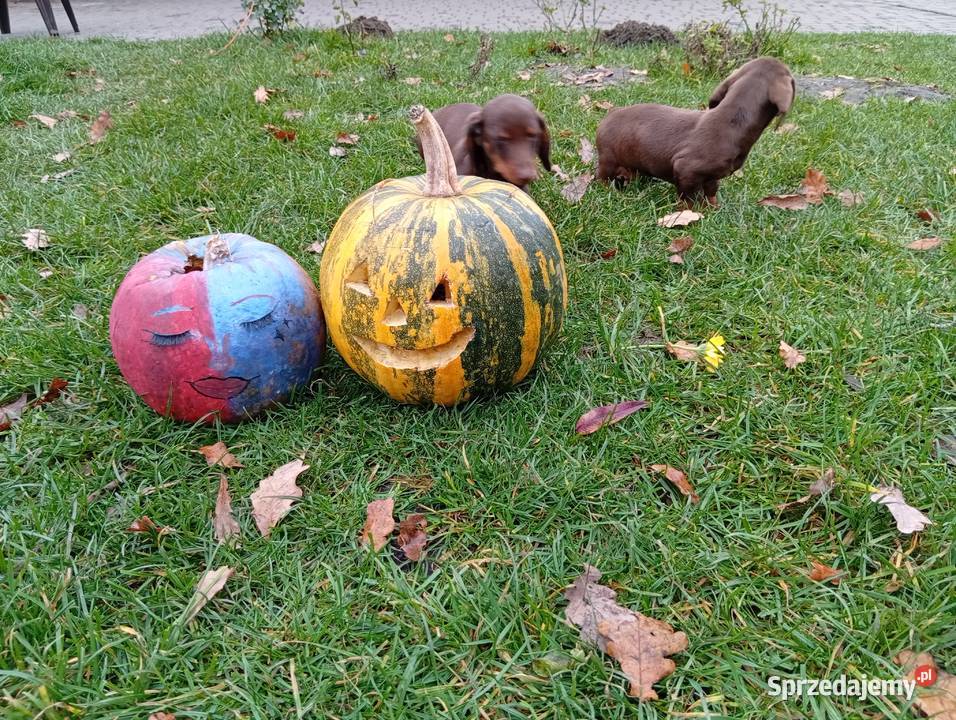 Jamniki brązowe 2 Garbów